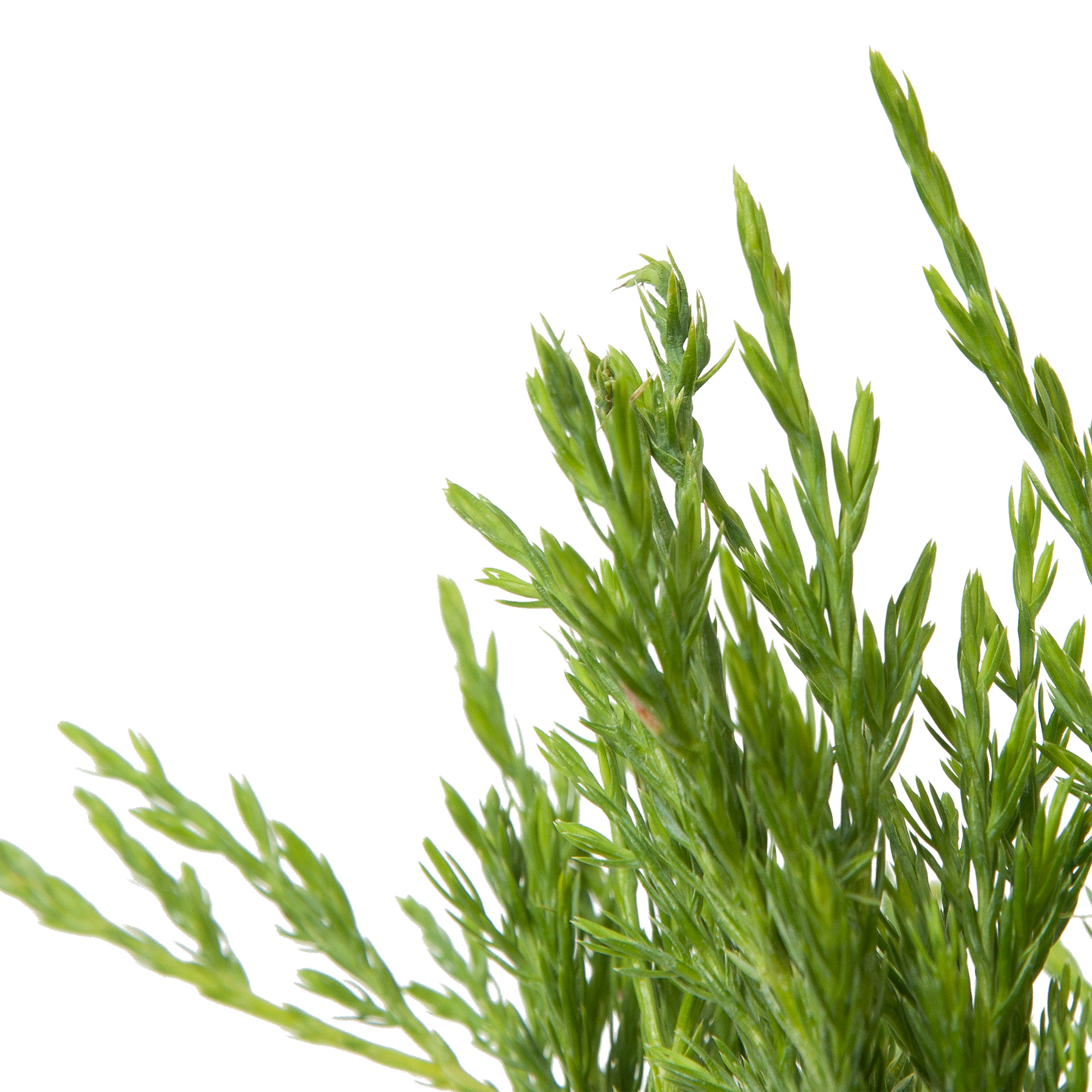 Можжевельник Андорра Компакта Santreyd - серебристо-зеленый хвойный кустарник 82219030 STLM-0022183 - Вид №2