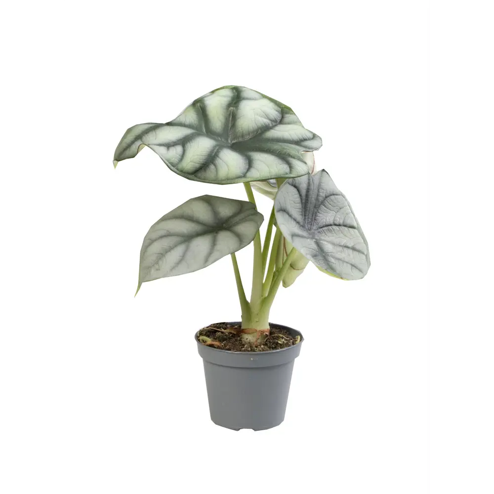 Алоказия Silver Dragon от Santreyd — серебристое чудо с драконьей текстурой 89374992 STLM-0962880