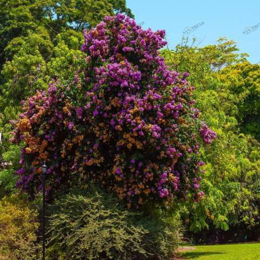 WP01407 Фотообои Verol Фотообои decoline 1х1 м