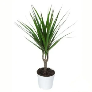 Драцена Marg Toef 21x110 см, 3 стрелки 11154224 STLM-2147385