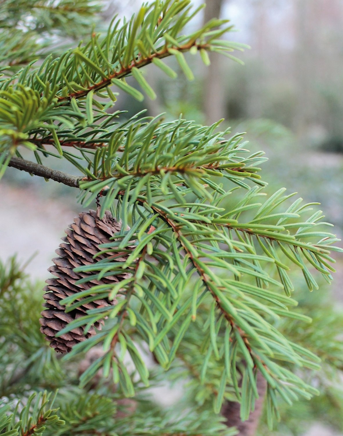 1123 883 a3 Пластиковая елка Нордманн с шишками, горшечная, 92 см, зеленая H-andreas  - Вид №1