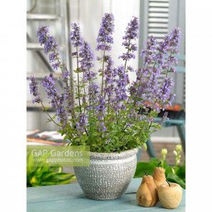 83784002 Котовник Блю Увондер луковица I