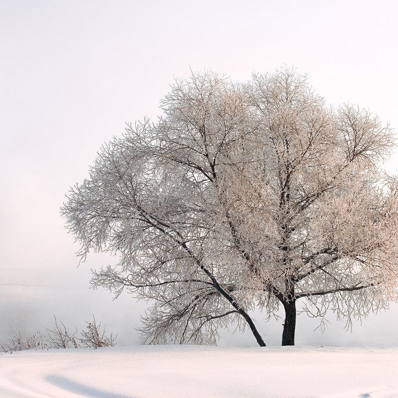 1885/CX38 Картина 0991 Adriani e Rossi 