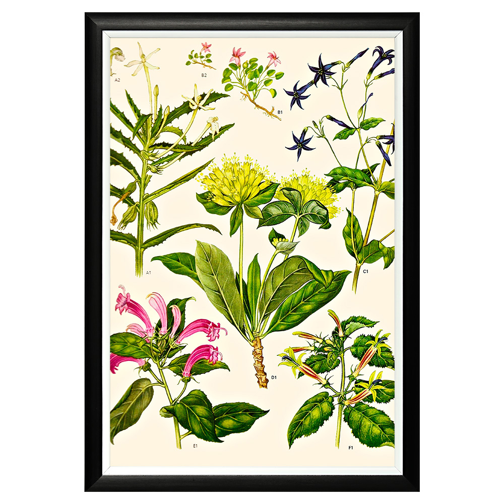 896519663_1818 Арт-постер «Цветочная энциклопедия, глава 28» Object Desire 