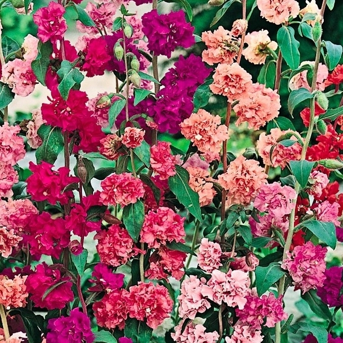 Кларкия изящная Santreyd - смесь махровых окрасок для сада и букетов 17250946 STLM-0007778