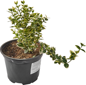 Бересклет Форчуна Эмералд Гайети Santreyd - почвопокровный кустарник с декоративной листвой 85325347