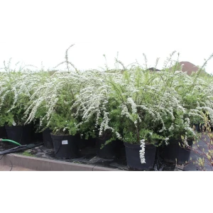 Спирея Серая Грефшейм ø15 h35 см 84828928 STLM-2145776
