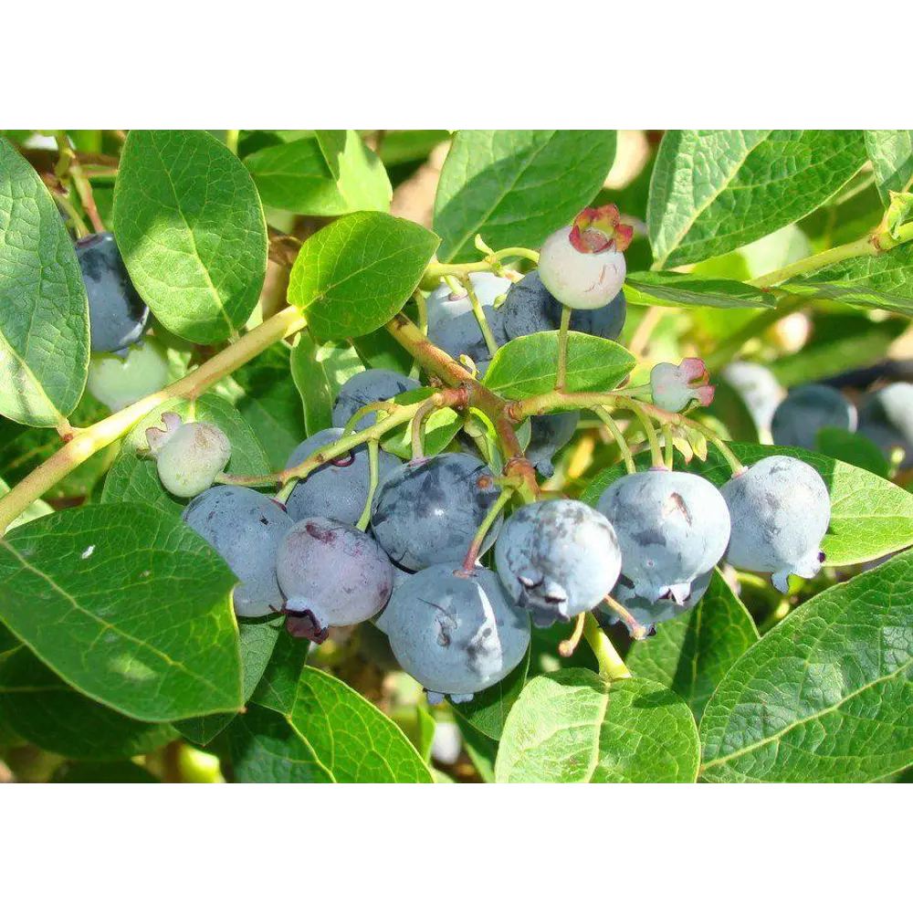 Голубика садовая Блюджей ø13 h20 см 89365305 STLM-2139973 PLANTMARKET 