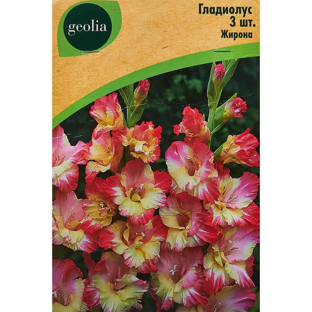 Гладиолус крупноцветковый Жирона Geolia 3 шт 86408547 STLM-2199249 