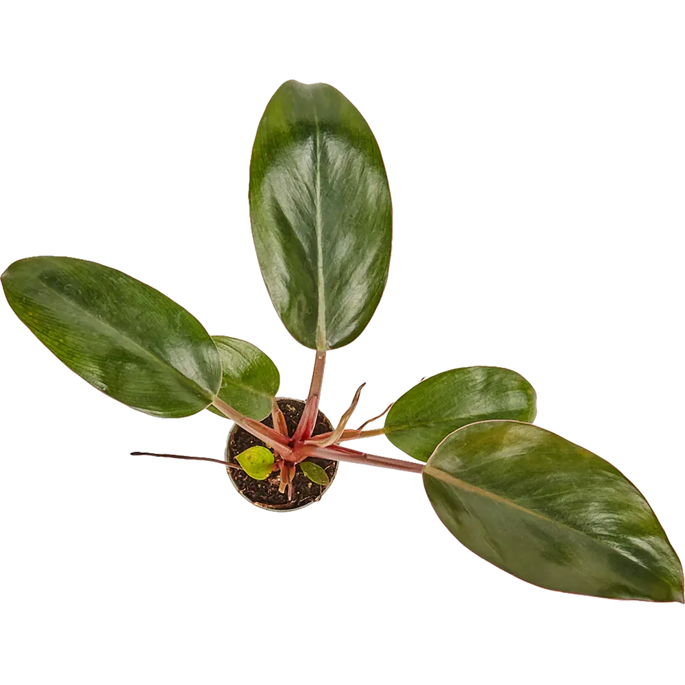 Филодендрон микс Santreyd — тропический акцент для интерьера ø6 h15 см 82932726 STLM-0038105 - Вид №1