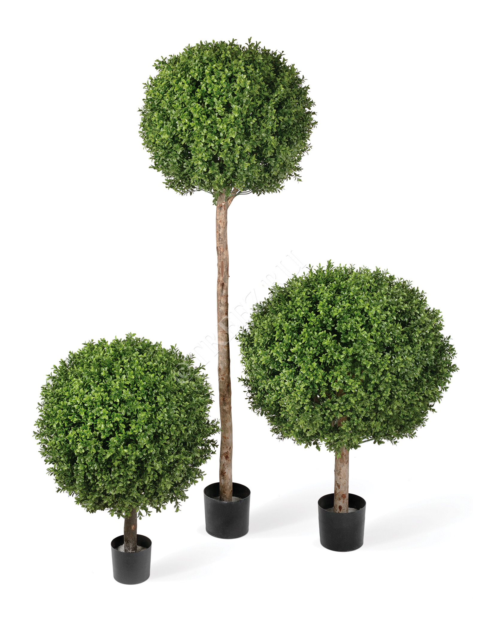 10.44550N Самшиты Шары уличные на коротком стволе Цветочная коллекция  - Вид №1