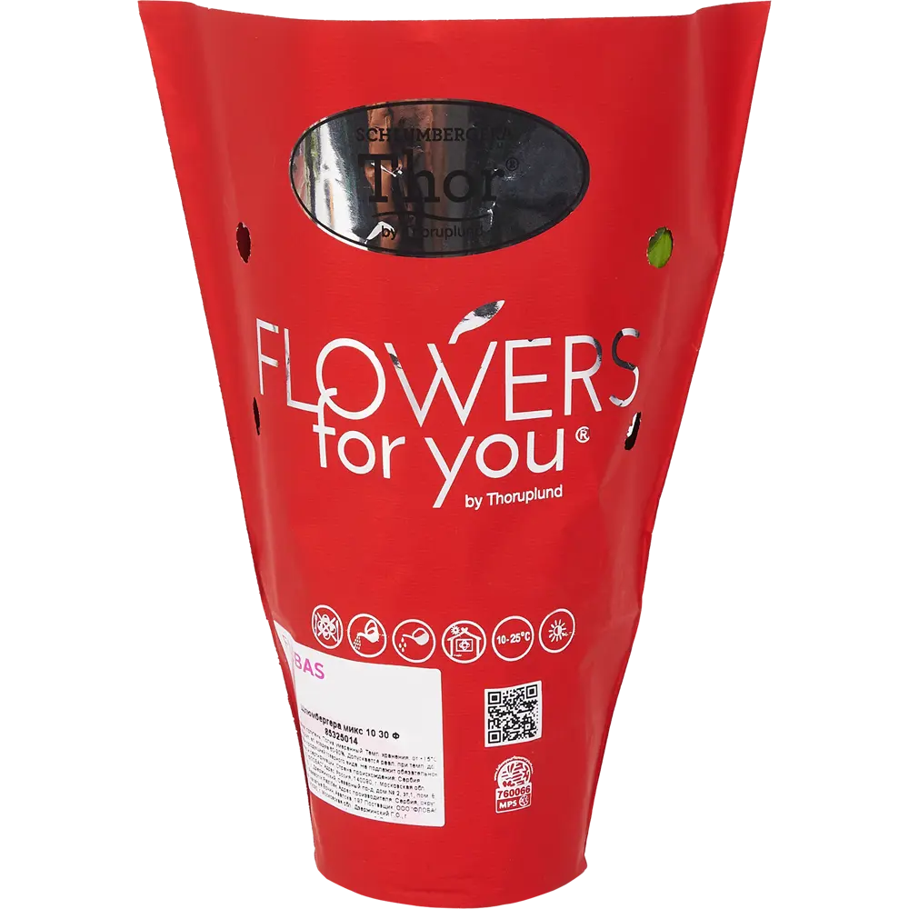 Santreyd Шлюмбергера микс - рождественский кактус в горшке ø10 h30 см 85325014 STLM-0061564 - Вид №3