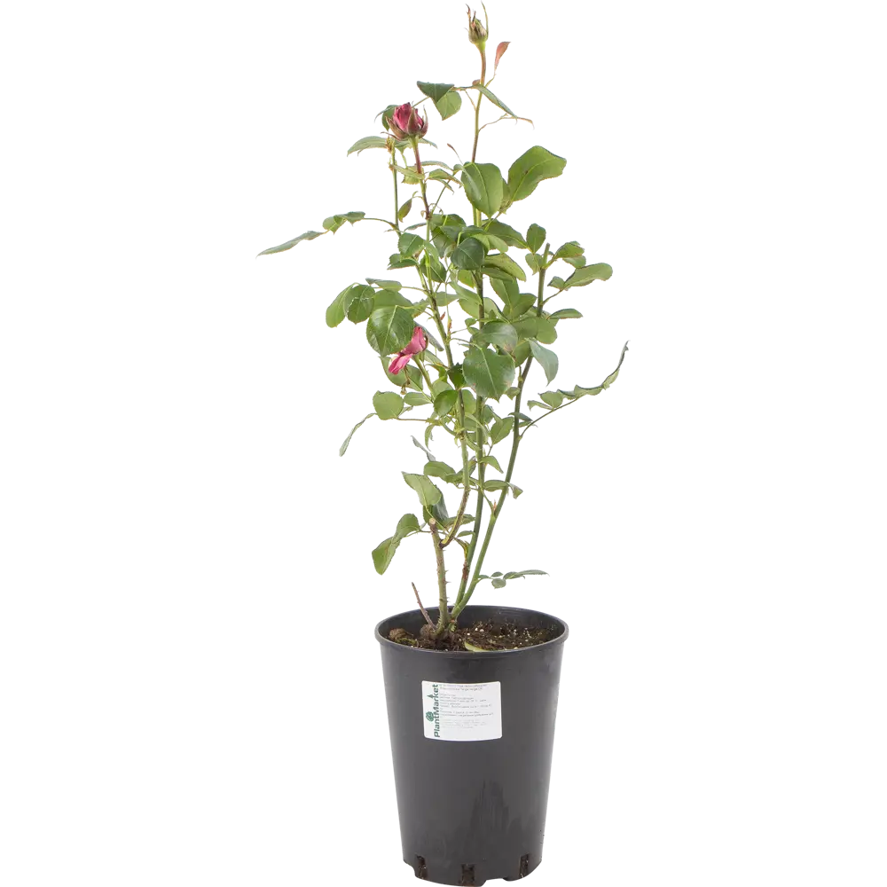 Роза чайно-гибридная «Тенга Венга» розовая 24x70 см 82625092 STLM-2073798 PLANTMARKET 