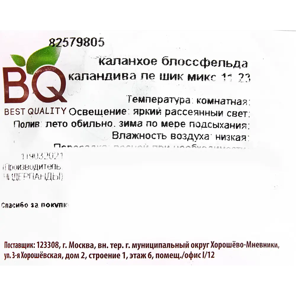 Santreyd Каланхоэ Каландива Ле Шик - цветущий суккулент с лечебными свойствами 82579805 STLM-0030533 - Вид №2