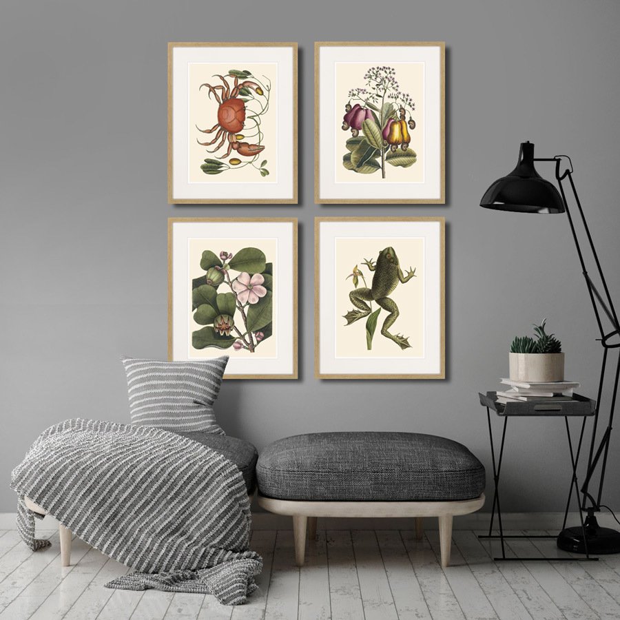 Литография на тонированной бумаге 52х42 см Cashew Tree, 1742г. КАРТИНЫ В КВАРТИРУ  264406 Белый;коричневый;разноцветный  - Вид №2