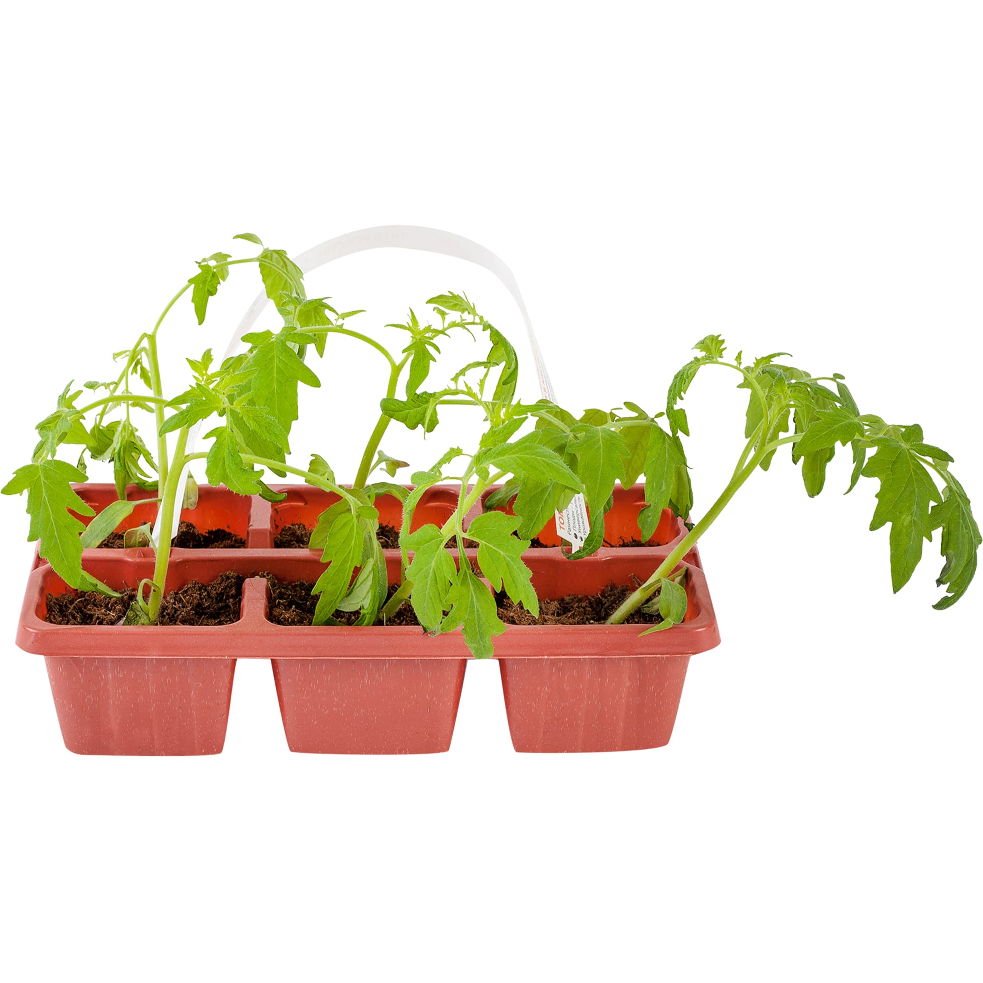 12713972 Томат, P6 Н20 Santreyd 