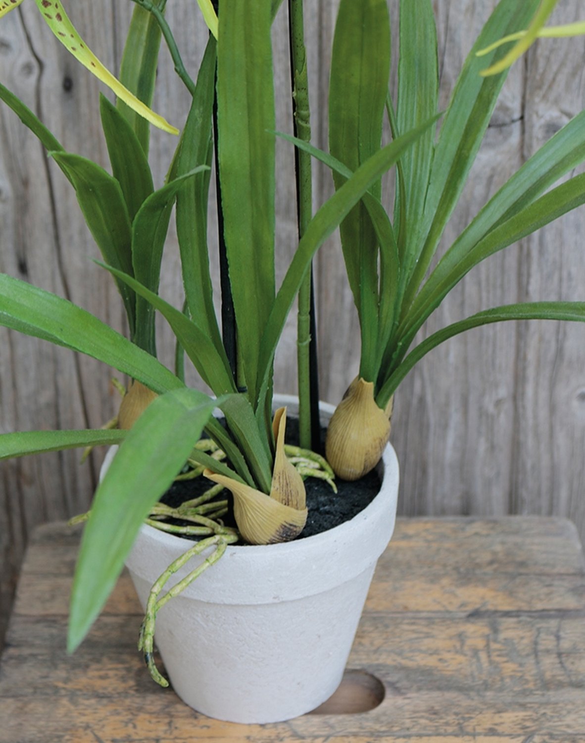 2529 778 a3 Искусственная орхидея паук (brassia), горшечная, 50 см, бежево-белая H-andreas 