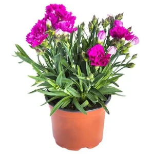 Гвоздика розовая 12x22 см 82598167 STLM-2144207