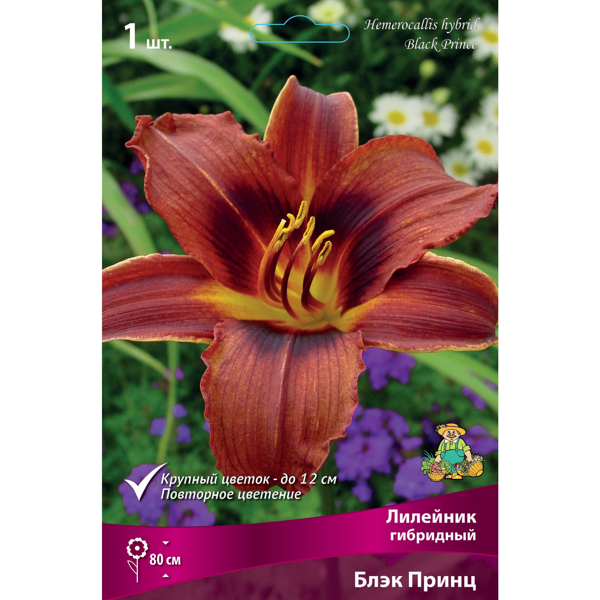 88294998 Лилейник гибридный Блэк принц луковица I Santreyd 