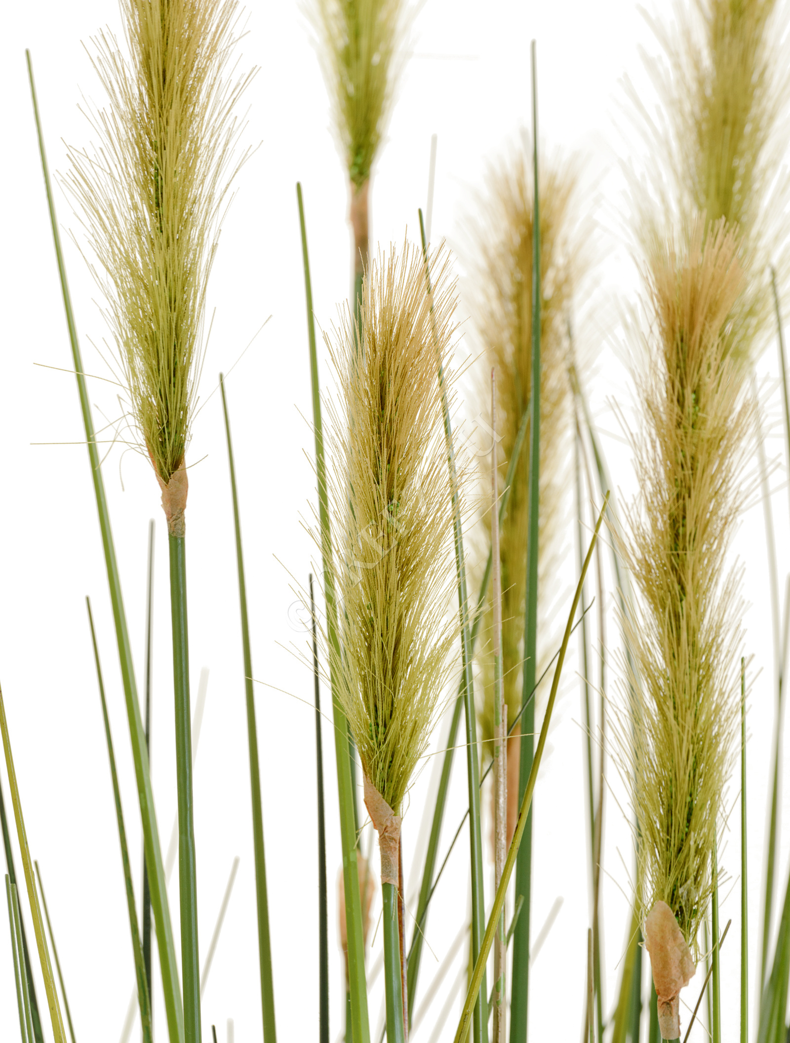 20.1040L-120 Трава Осока Элеганс куст с зелёными султанами Цветочная коллекция  - Вид №3