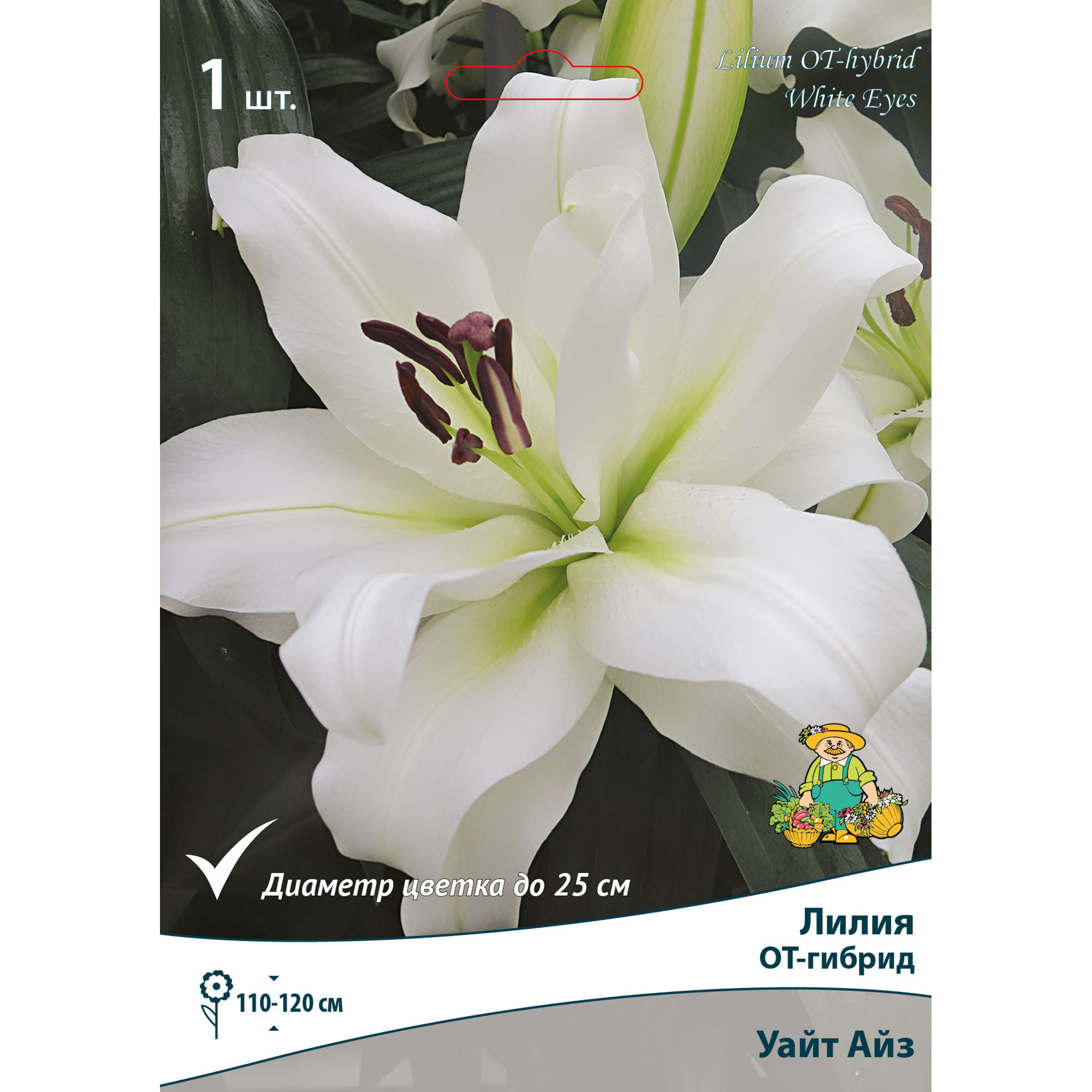 82662624 Лилия ОТ-гибрид «Уайт Айз» размер луковицы 14/16 Santreyd 