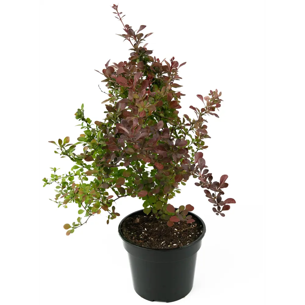 Барбарис Тунберга Atropurpurea 35-55 см 84841607 STLM-2131088 Santreyd 