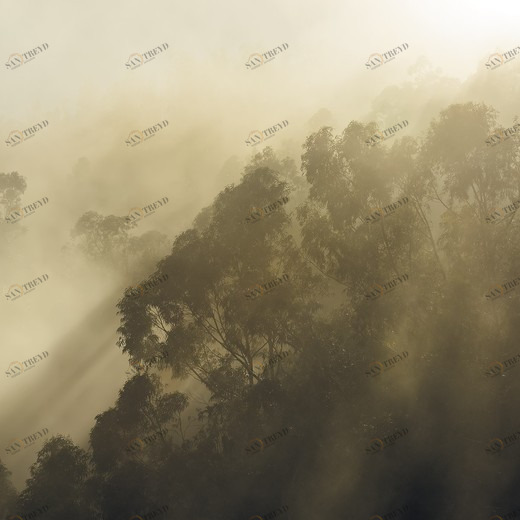 SH067-VD4-Misty-Mountain Фотообои Komar Stefan Hefele 2.5х4 м SH067VD4MISTYMOUNTAIN