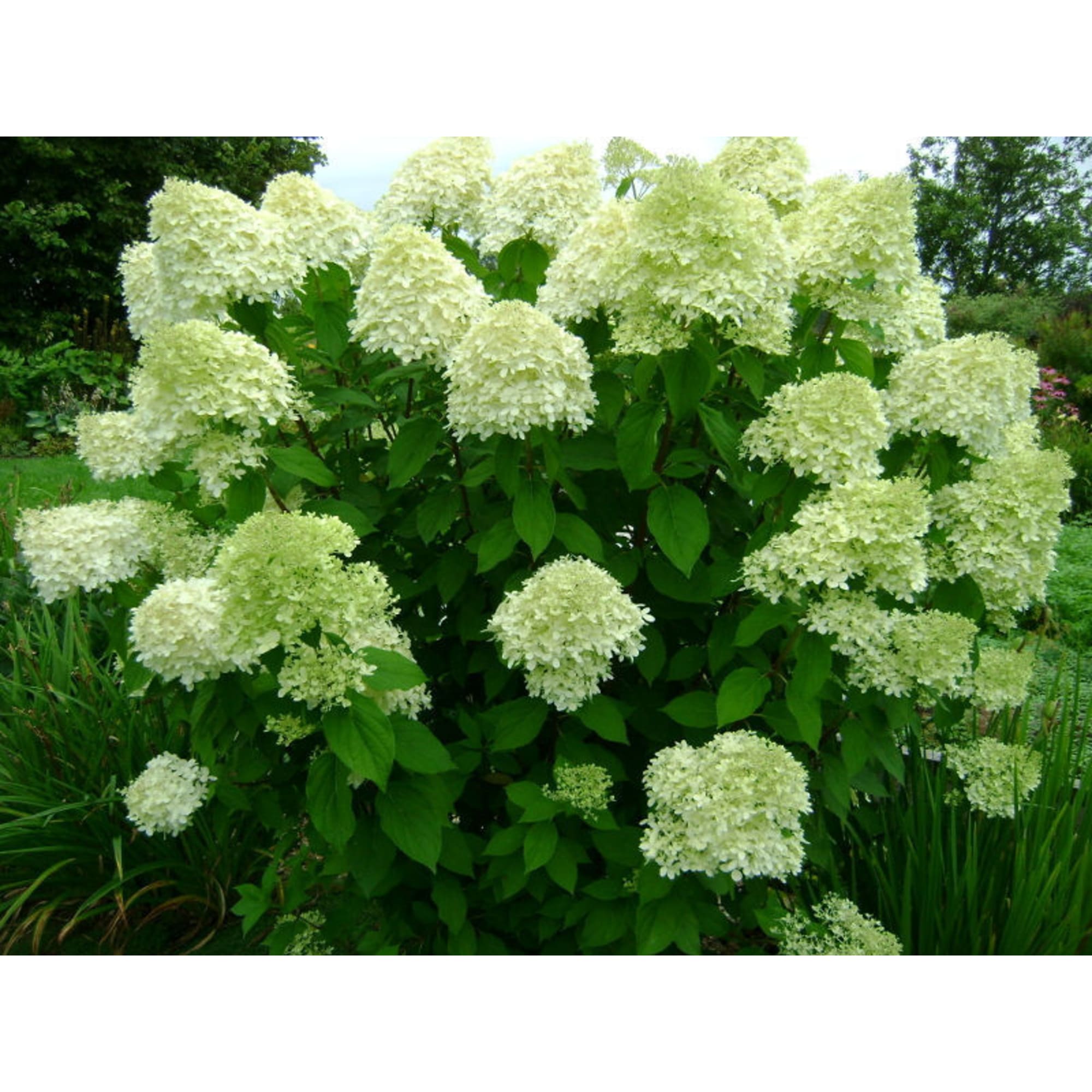 15711382 Гортензия метельчатая Лаймлайт, P9 Santreyd  - Вид №1