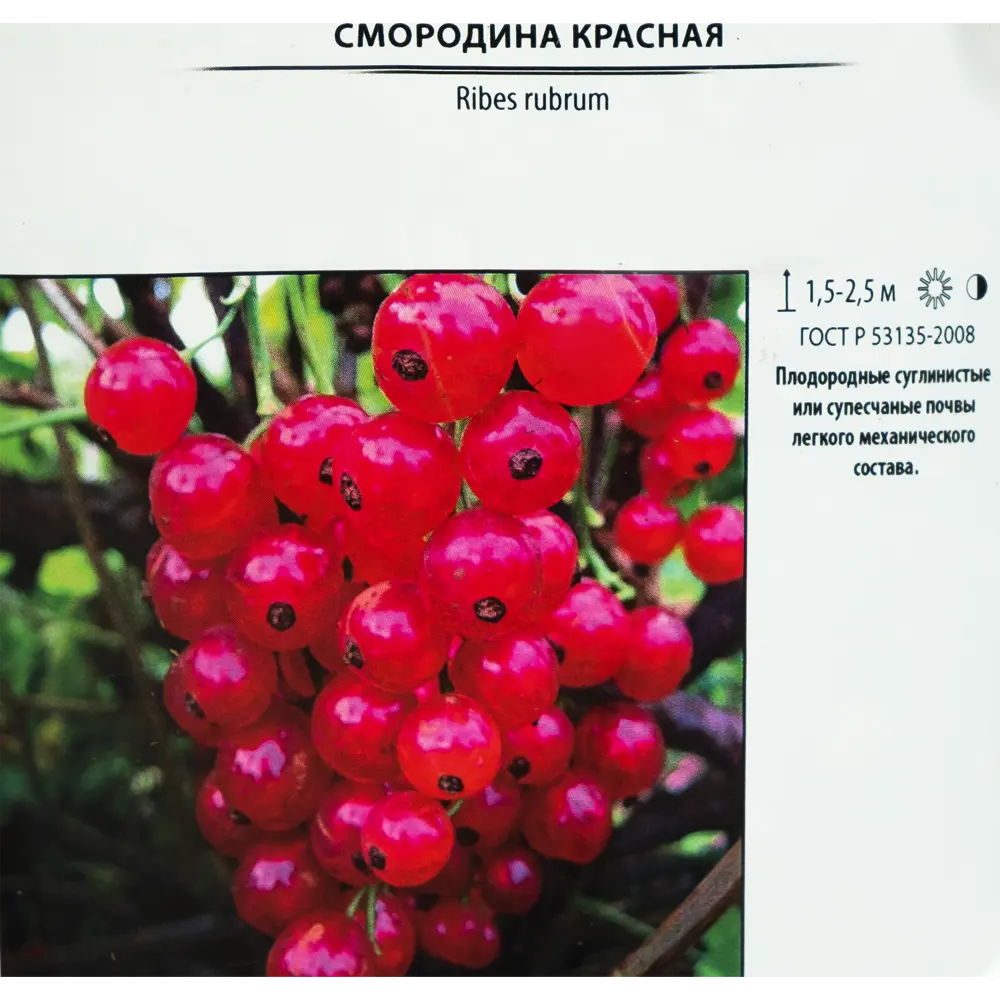 Santreyd Смородина красная штамбовая Йонкер Ван Тетс - обильный урожай сладких ягод 82219584 STLM-0960937 - Вид №1