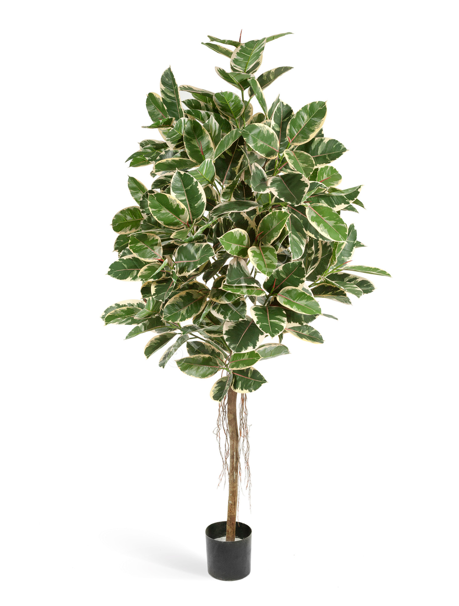 10.33407NW Фикус Эластика пёстрый Цветочная коллекция 