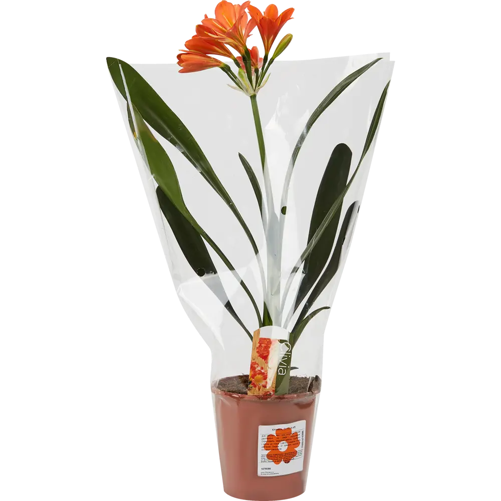 Кливия Santreyd - цветущее комнатное растение с эффектными соцветиями 14750380 STLM-0954663 - Вид №3
