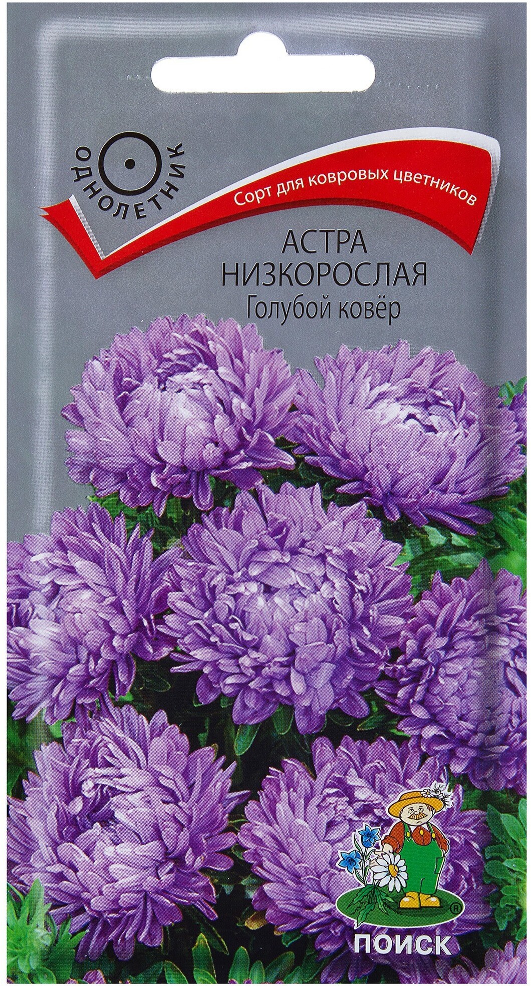 Астра низкорослая «Голубой ковёр» Santreyd - компактный однолетник для сада 17229469
