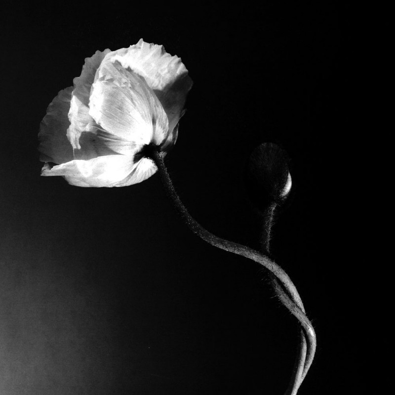 0409/CX38 Картина 0409 Adriani e Rossi 