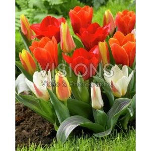 Тюльпан Кауфмана микс - луковицы для раннего цветения 3 шт 89376774