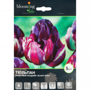17977424 Тюльпан «Блэк Хироу»