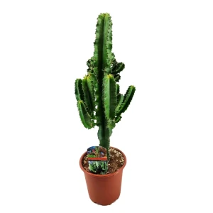 Эуфорбия суккулент комнатное растение ø17 h70 см 89441835