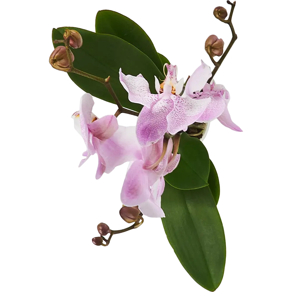 Santreyd Орхидея Фаленопсис - изящное украшение интерьера с цветами-бабочками 83670570 STLM-0043273 - Вид №1
