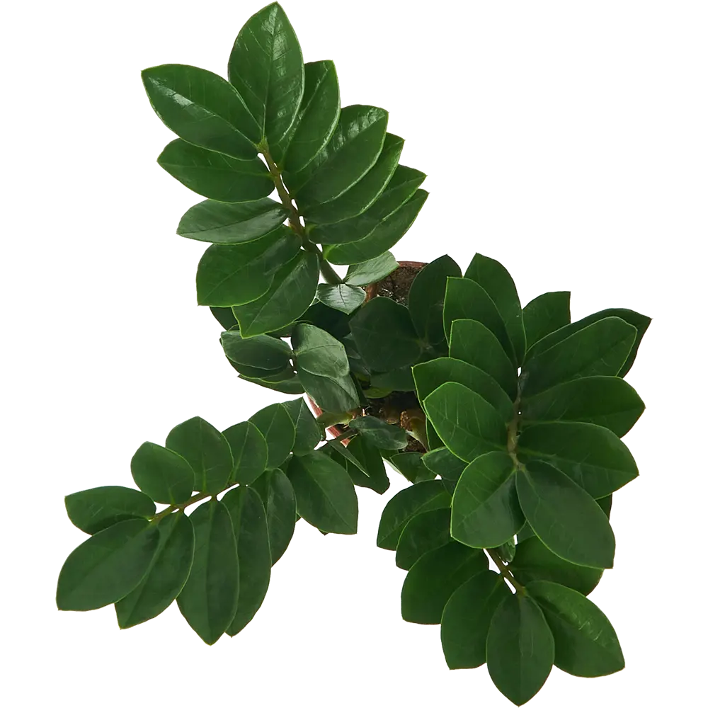 Santreyd Замиокулькас Ланцетовидный — неприхотливый комнатный акцент 85324964 STLM-0061528 - Вид №2