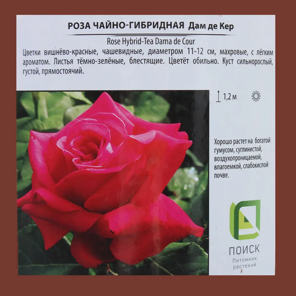 Роза чайно-гибридная «Дам Де Кер», контейнер 3.5 л 81968624 STLM-2169636 Santreyd  - Вид №2