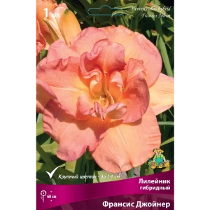 Лилейник гибридный «Франсис Джойнер» разбор I 82661830 STLM-2129378