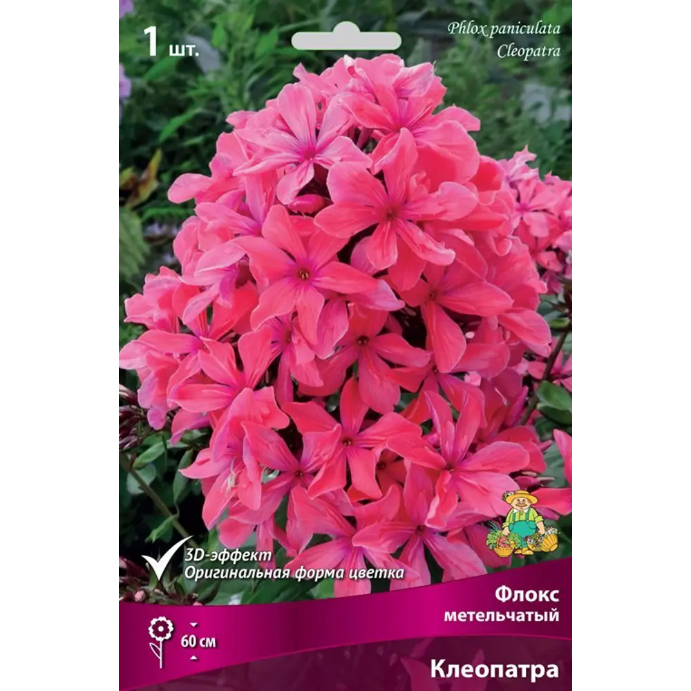 Флокс метельчатый Клеопатра луковица I 83600071 STLM-2101276 Santreyd 