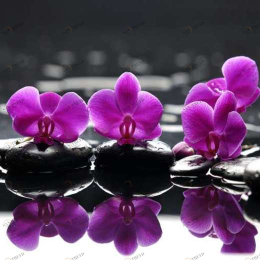 WP01869 Фотообои Verol Фотообои decoline 1х1 м