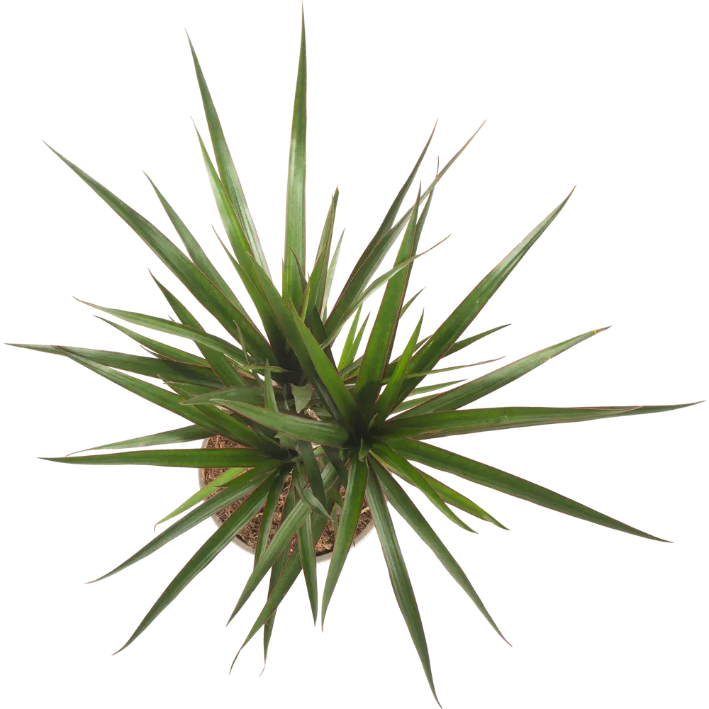 Santreyd Драцена Маргината Тоэф - изящное комнатное дерево 15745347 STLM-0006288 - Вид №1