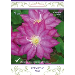 Клематис крупноцветковый Асао h15 см 83431363 STLM-2088553