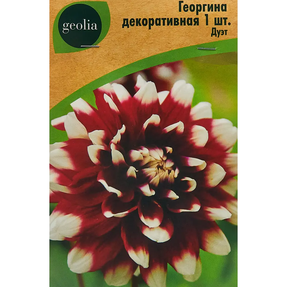 Георгина Geolia декоративная Дуэт 86408562 STLM-2022976 