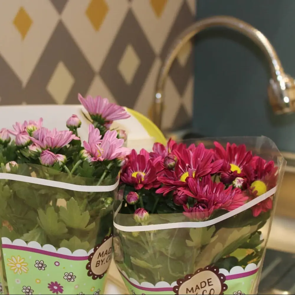 Santreyd Хризантема микс - цветущее настроение в вашем доме 13974234 STLM-0964056 - Вид №3