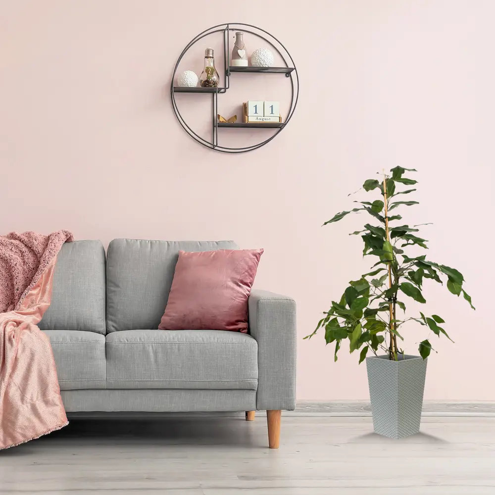 Фикус Бенджамина Роялти микс 17x70 см 83060625 STLM-2183759 Santreyd  - Вид №4