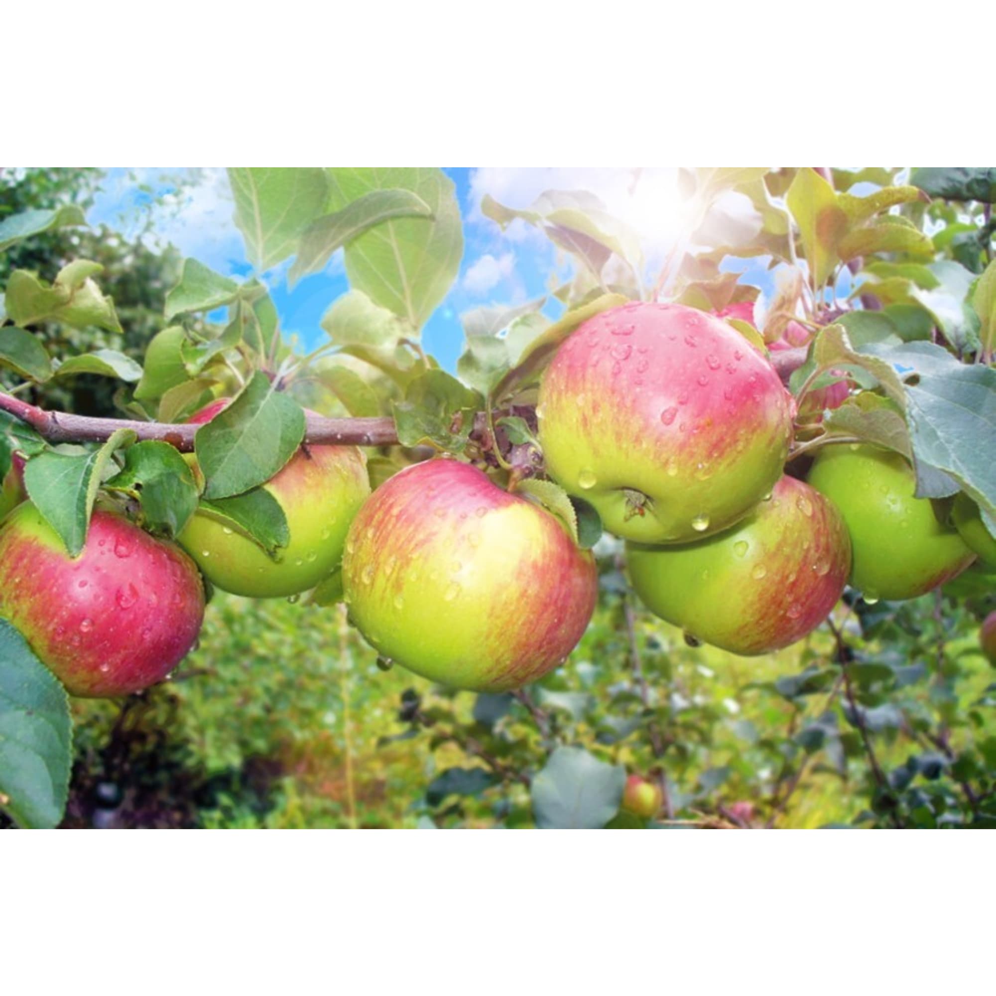 85325546 Яблоня Уэлси подвой 54-118 ø25 h100 см Santreyd 