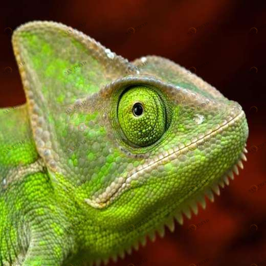 WP01289 Фотообои Verol Фотообои decoline 1х1 м