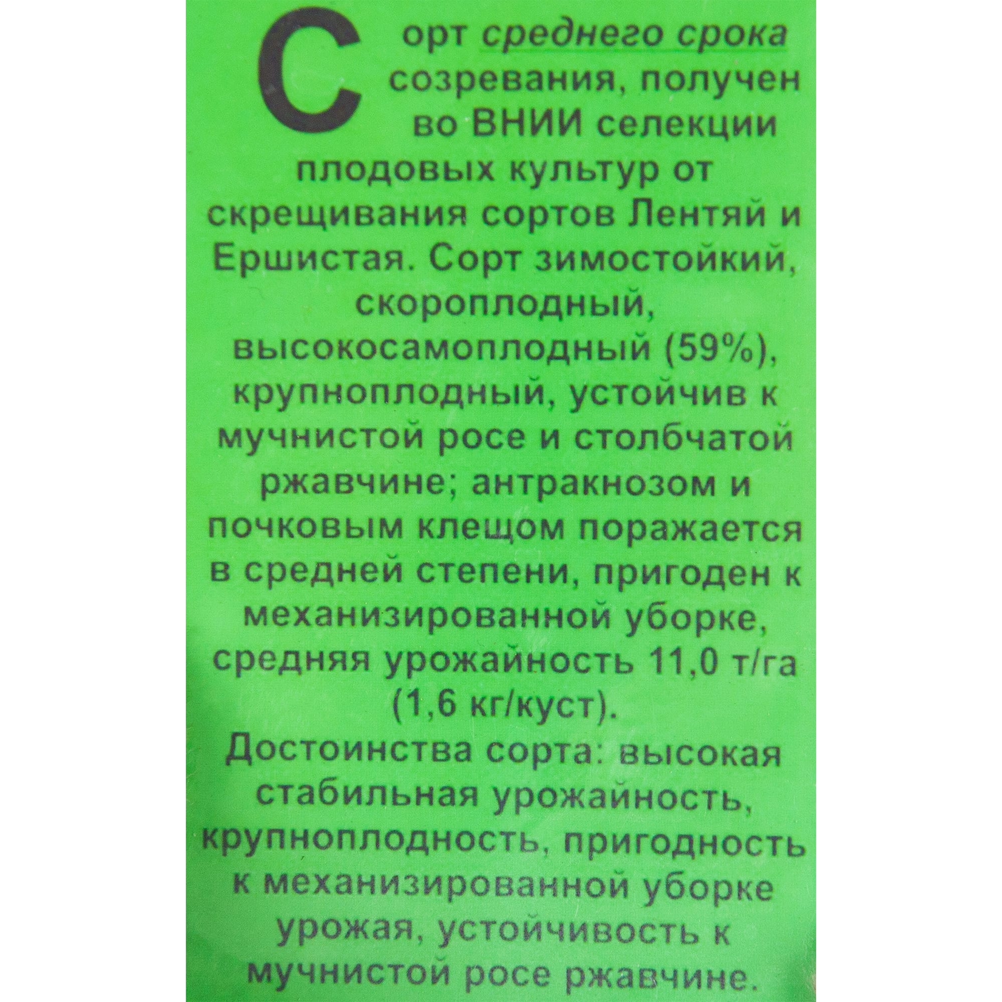 82601727 Смородина чёрная «Ажурная» 1.5-2 л высота 20-40 см Santreyd  - Вид №1